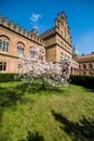 Blossoms of a magnolia tree in spring garden Royalty Free Stock Photo