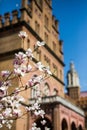 Blossoms of a magnolia tree in spring garden Royalty Free Stock Photo