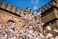 Blossoms of a magnolia tree in spring garden Royalty Free Stock Photo