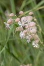 Blossoms of maidenstears (Silene vulgaris). Royalty Free Stock Photo