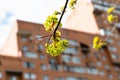 Blossoms of maple and high-rise apartment house Royalty Free Stock Photo