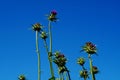 Blossoms of the milk thistle in the blue sky. Royalty Free Stock Photo