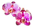 Blossoms of Moth Orchid