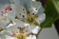 Blossoms of a Pear (Pyrus)