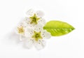 Blossoms pear tree white background Spring flower Royalty Free Stock Photo