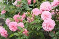 Blossoms in photograph of pink roses.