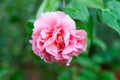 Blossoms of pink camellia , Camellia japonica in garden