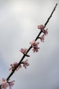 Blossoms of the Prunus persica 'Spring Glory' peach tree Royalty Free Stock Photo