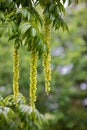 Blossoms of a Pterocarya, often called wingnuts