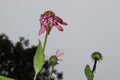 The blossoms of a purple coneflower in three growing stadiums.