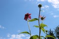 The blossoms of a purple coneflower in three growing stadiums.