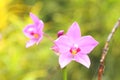 Blossoms of purple orchid Spathoglottis plicata