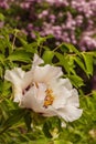 Blossoms purple Paeonia suffruticosa on a blurred green backgro