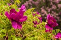 Blossoms purple Paeonia suffruticosa on a blurred green backgro