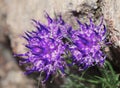 Blossoms of Rhaetian rampion (Phyteuma hedraianthifolium)