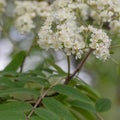 Blossoms of a rowan tree, Sorbus aucuparia, with leaves