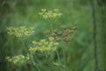 Blossoms and seeds of common hogweed (Heracleum sphondylium) Royalty Free Stock Photo