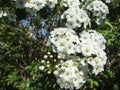 Blossoms of Spiraea x vanhouttei