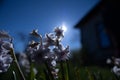 Blossoms of Spring: Captivating Beauty in the Garden