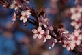 Blossoms of spring cherries, pink flowers on a blue background.