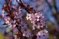 Blossoms of spring cherries, pink flowers on a blue background.