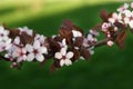 Blossoms of spring cherries, pink flowers on a green background