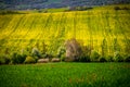 Blossoms of Spring: A Scenic Agricultural Landscape. Blooms of Spring: The Golden Fields of Rapeseed and Green Wheat under a Royalty Free Stock Photo