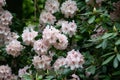 blosooms of rhododendron maximum in the garden Royalty Free Stock Photo