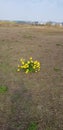 Blossoms in springtime daffodils