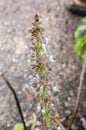 Blossoms Of Thick Leaf Thyme Royalty Free Stock Photo