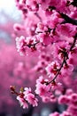 Blossoms The tree is adorned with a profusion of abstra