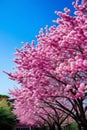 Blossoms The tree is adorned with a profusion of abstra