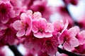 Blossoms The tree is adorned with a profusion of abstra