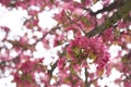 Blossoms of a tree