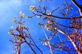 Blossoms on Tree in Spring