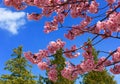 Blossoms and Trees