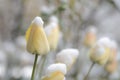 Blossoms of tulips in the snow Royalty Free Stock Photo