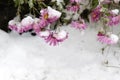 Blossoms under the snow