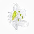 Blossoms white rhododendron nine vector