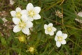 Blossoms of windflower