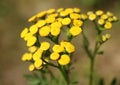 Blossoms of yeallow tansy from close-up. Perennial flower. Herbaceous flower