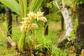 Blossoms of yellow orchid Coelogyne trinervis