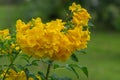 Blossoms of yellow Trumpetbush on tree Royalty Free Stock Photo