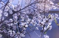 The  BlossomTree Of Sweet Cherry, Prunus avium, In The Spring, C Royalty Free Stock Photo