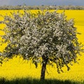 Blossomy tree and yellow field Royalty Free Stock Photo