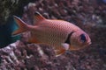 Blotch eye soldierfish Royalty Free Stock Photo