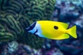 One spot foxface or Siganus unimaculatus finding algae to eat in coral reef