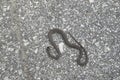 Blotched snake on asphalt toasting