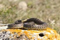 Blotched snake basking on a rock