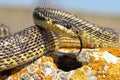 Blotched snake closeup